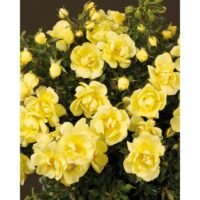 Rosa Towne & Country - Clear Cover®