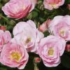 Rosa Towne & Country - Sweet Cover® - C3L