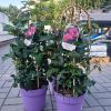 ROSA KORDES, Carmen Würth™ - 5 L