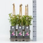 Rosa 'Veilchenblau' - Obrázek 3