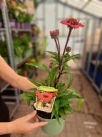 Echinacea purpurea 'SunSeekers Scarlet' - Obrázek 2