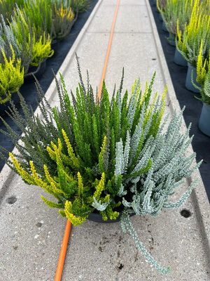 Calluna vulgaris 'Sunset'