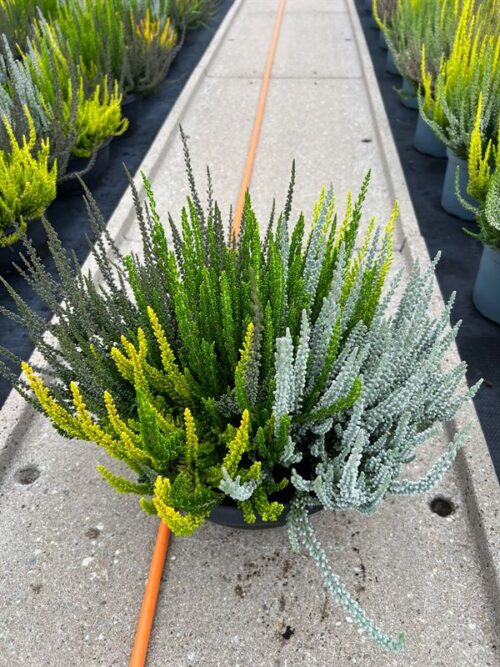 Calluna vulgaris 'Sunset' - Obrázek 1