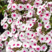 Phlox paniculata 'Adessa® Compact Pink Star'