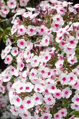 Phlox paniculata 'Adessa® Compact Pink Star'