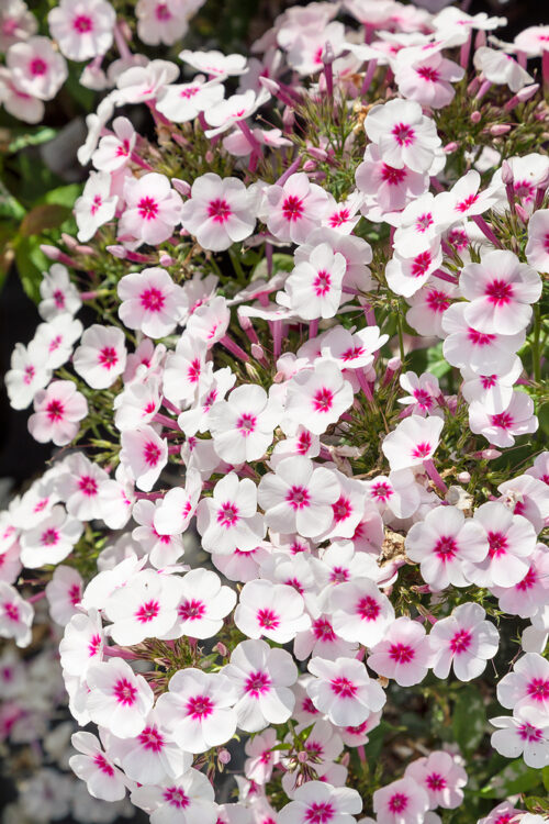 Phlox paniculata 'Adessa® Compact Pink Star' - Obrázek 1