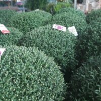 Chrysanthemum indicum XXL