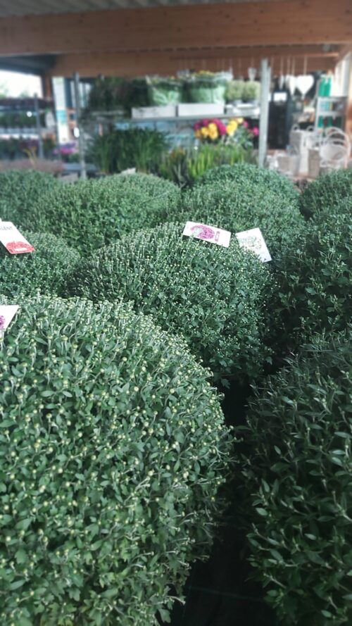 Chrysanthemum indicum XXL - Obrázek 1