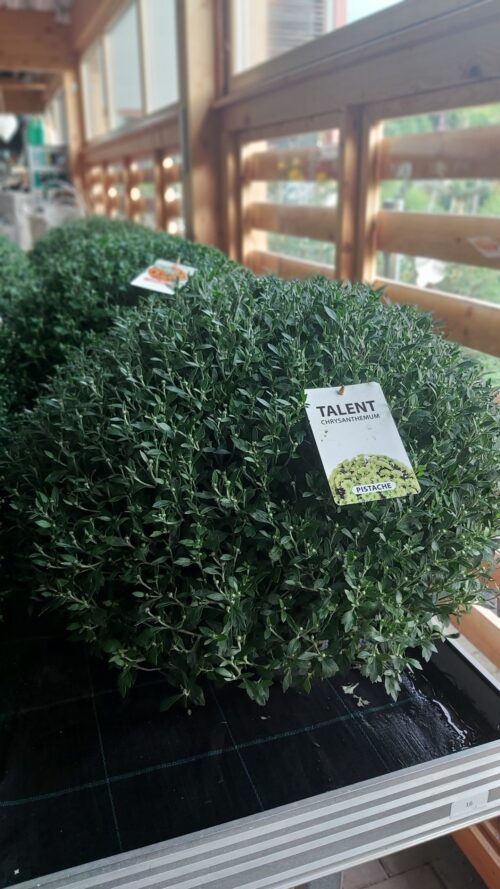 Chrysanthemum indicum XXL - Obrázek 2