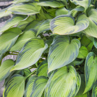 Hosta hybrida 'June'