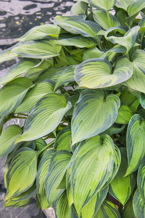 Hosta hybrida 'June' - Obrázek 1