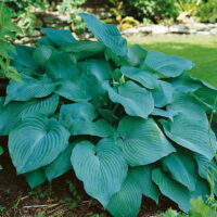 Hosta hybrida 'Blue Angel'
