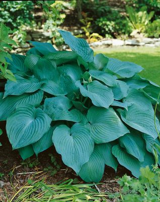 Hosta hybrida 'Blue Angel'