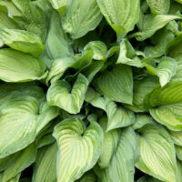Hosta fortunei