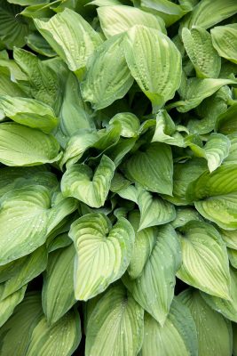 Hosta fortunei