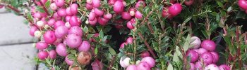 Pernettya mucronata - Obrázek 2