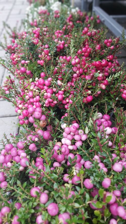Pernettya mucronata - Obrázek 2