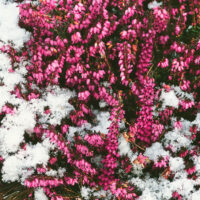 Erica carnea 'Winter Ladies'