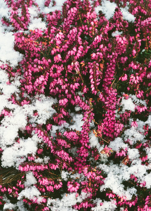 Erica carnea 'Winter Ladies' - Obrázek 1