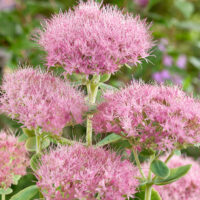 Sedum spectabile 'Brillant'