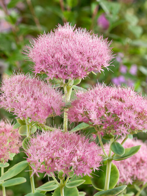 Sedum spectabile 'Brillant' - Obrázek 1
