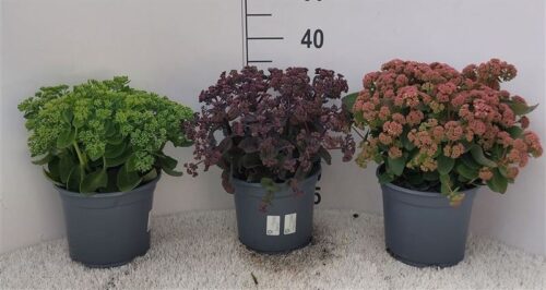 Sedum spectabile - Image 1