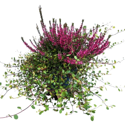 Calluna vulgaris & Muehlenbeckia