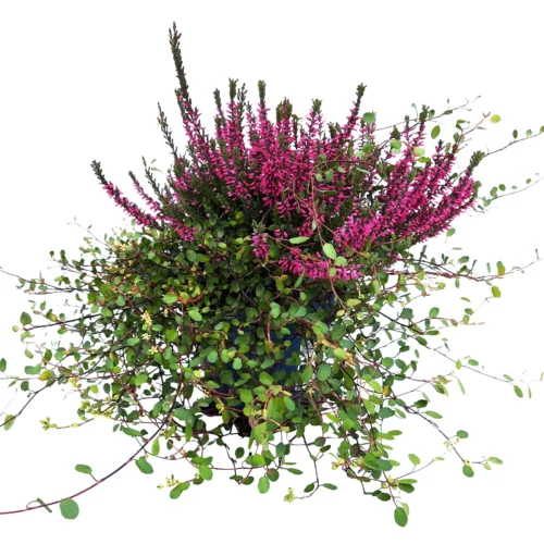 Calluna vulgaris & Muehlenbeckia - Obrázek 1