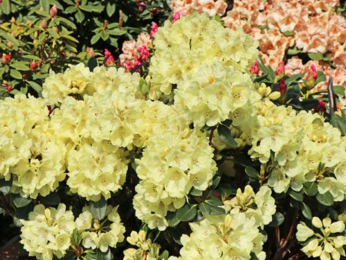 Rhododendron 'Goldkrone' - Obrázek 2