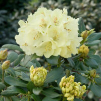 Rhododendron 'Goldkrone'