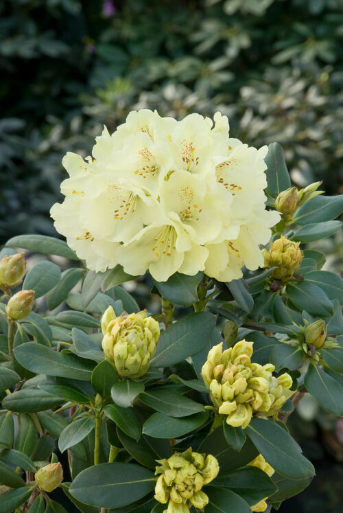 Rhododendron 'Goldkrone' - Obrázek 1