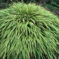 Hakonechloa macra 'Albostriata'