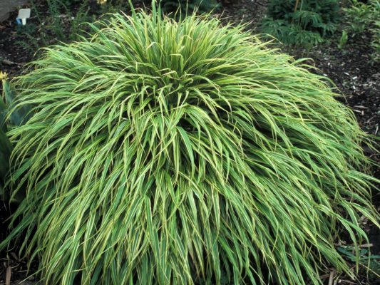 Hakonechloa macra 'Albostriata'