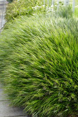 Hakonechloa macra
