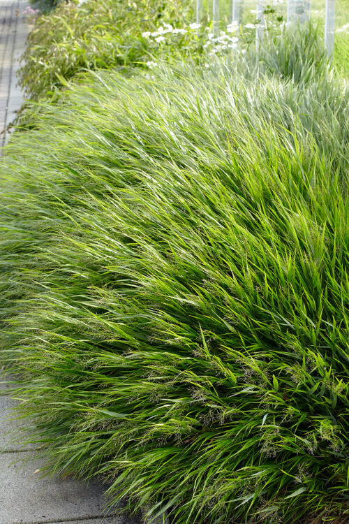 Hakonechloa macra - Image 1