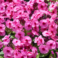 Phlox paniculata 'Adessa® Compact Rose Eye'