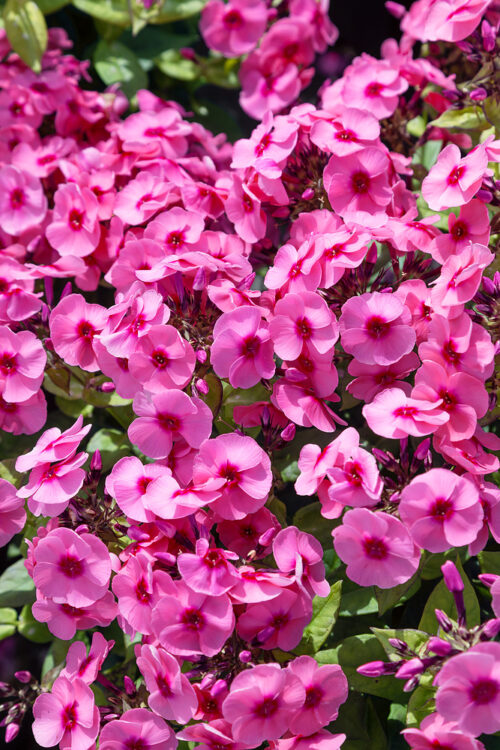 Phlox paniculata 'Adessa® Compact Rose Eye' - Obrázek 1