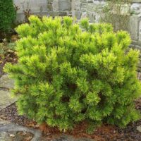 Pinus mugo 'Wintergold'