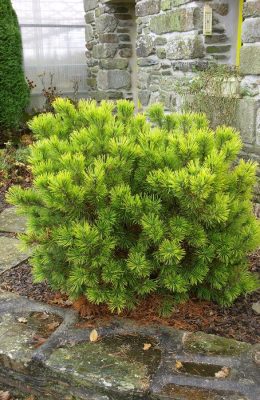 Pinus mugo 'Wintergold'