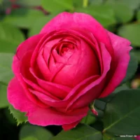 ROSA KORDES, Für Elise®