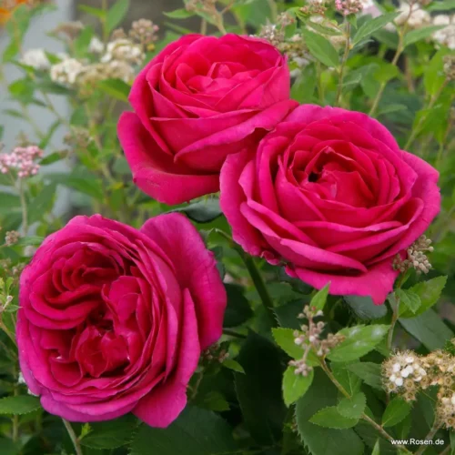 ROSA KORDES, Für Elise® - Obrázek 2