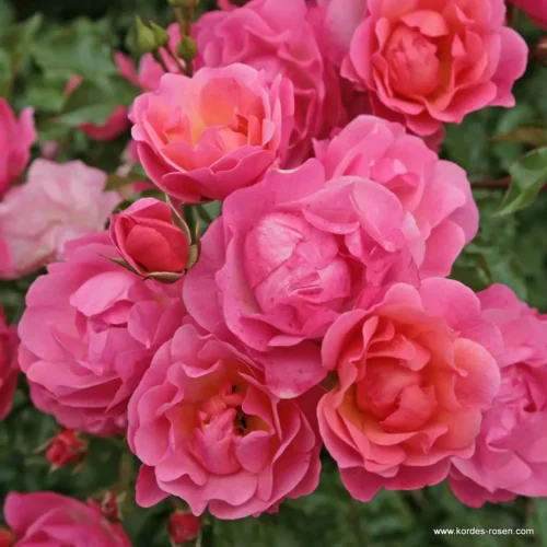 ROSA KORDES, Maxi Vita® - Obrázek 1