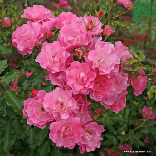 ROSA KORDES, Maxi Vita® - Obrázek 2