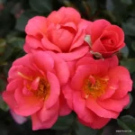 ROSA KORDES, Flamingo®