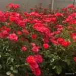 ROSA KORDES, Flamingo® - Obrázek 2