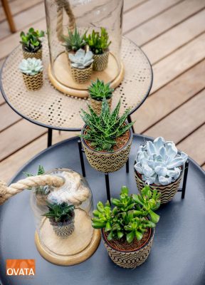 SUCCULENT P7 - keramika Havana-mix