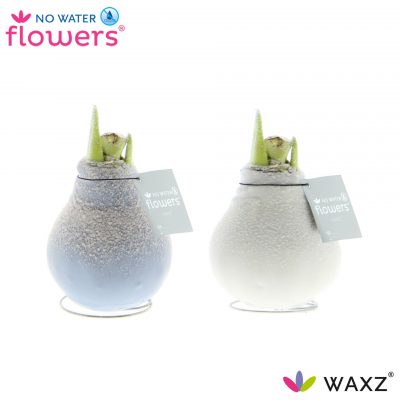 Amarylka ve vosku_WAXZ® - Frozen Mix