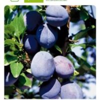 Slivoň sloupovitá 'Aroma Spur'®-raná