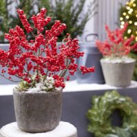 Ilex verticillata 'Jingle Bells'®