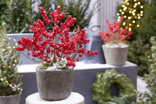 Ilex verticillata 'Jingle Bells'® - Obrázek 1